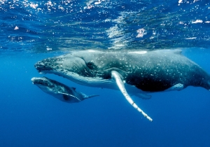 tongan_whales.jpg